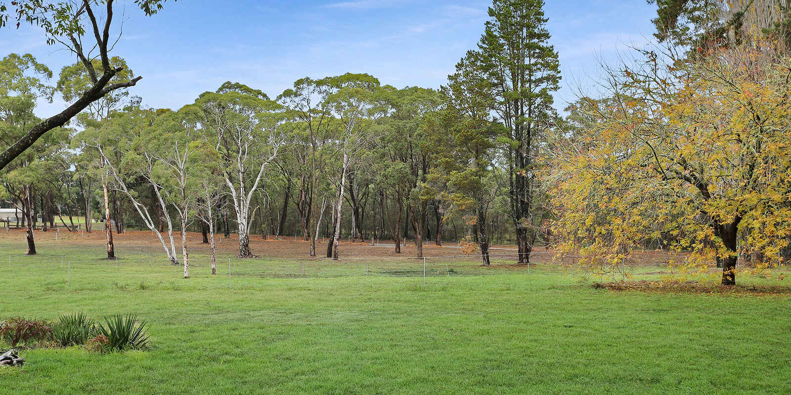  Wildwood/Nandi/Wattlebird Wingello