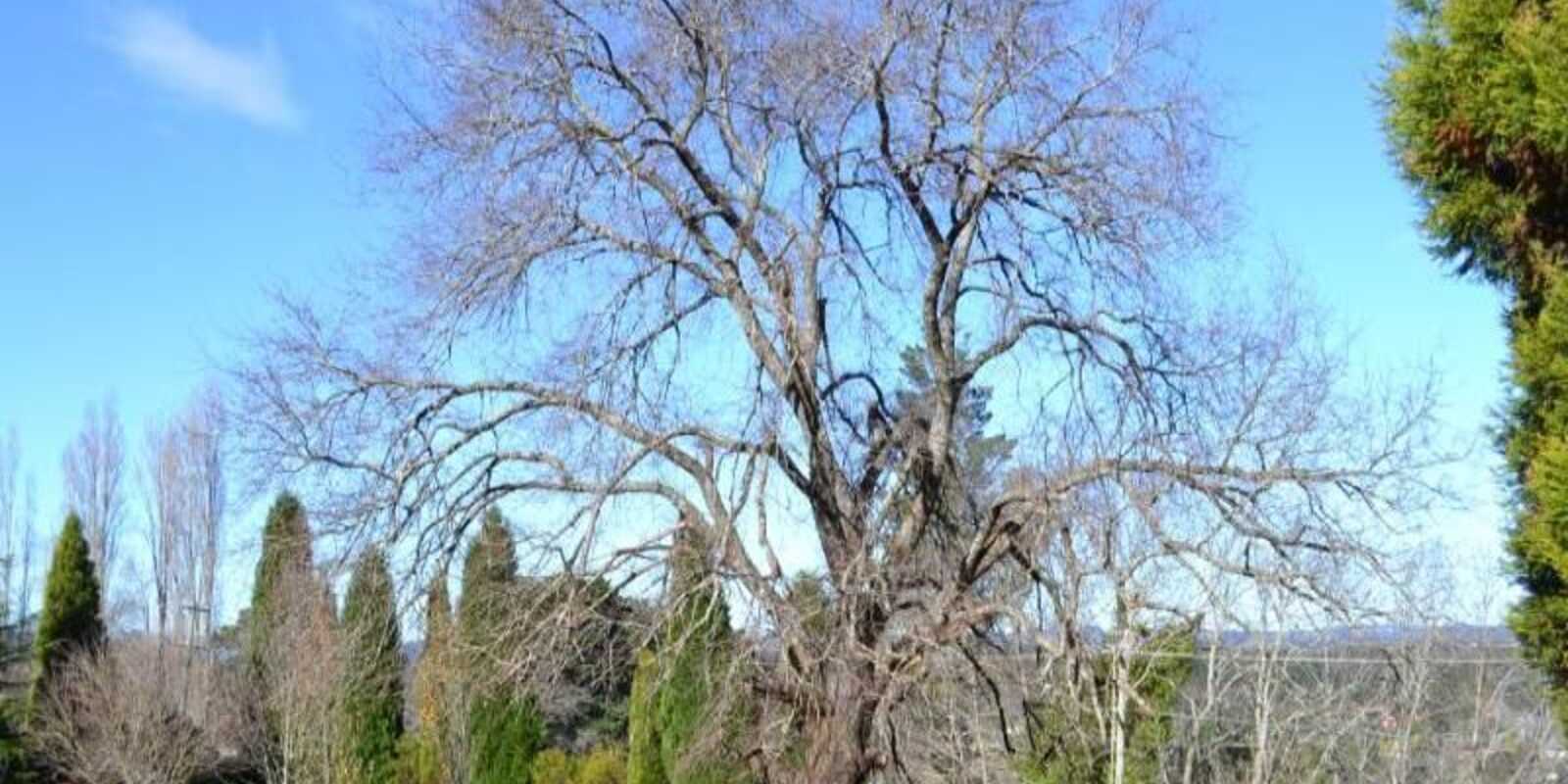 7 Orchard Road Bowral