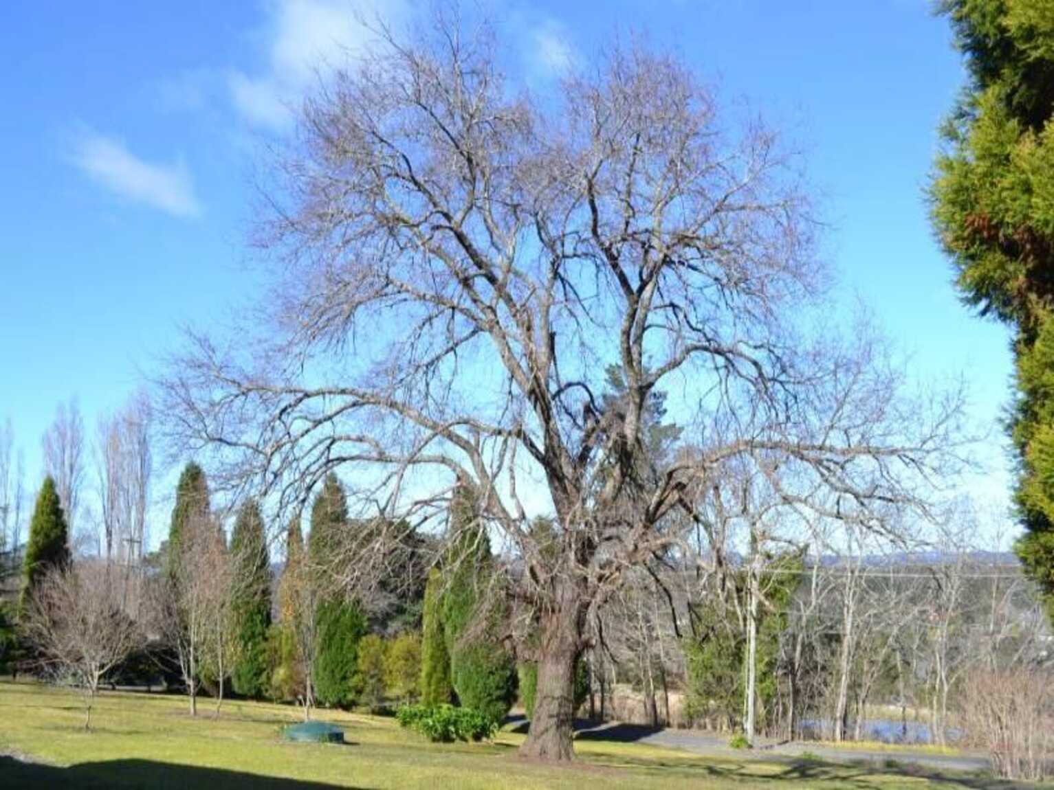 7 Orchard Road Bowral