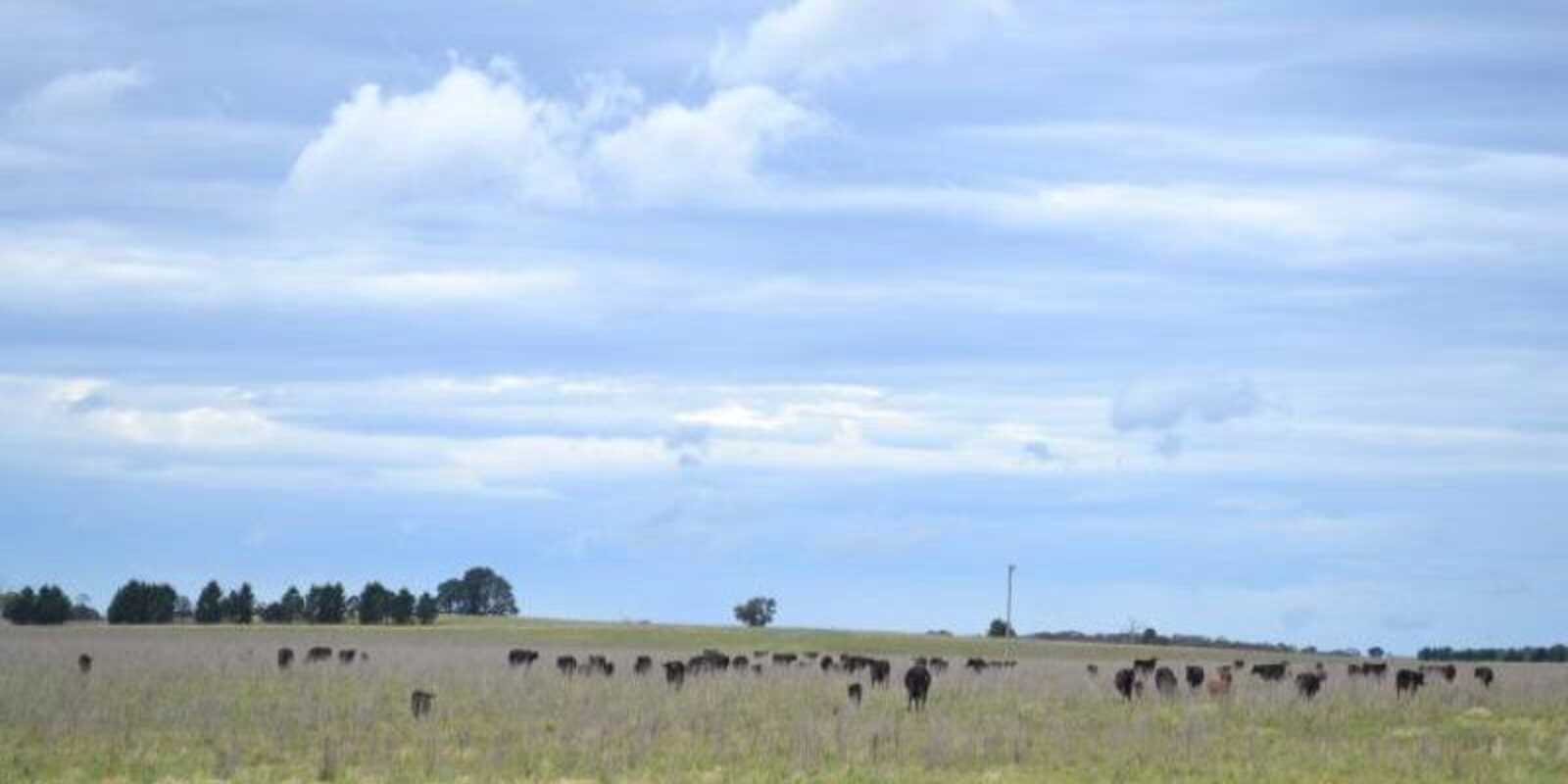 2563 'Summer Dell Pastoral' Lumley Lake Bathurst 2563 'Summer Dell Pastoral' Lumley Lake Bathurst