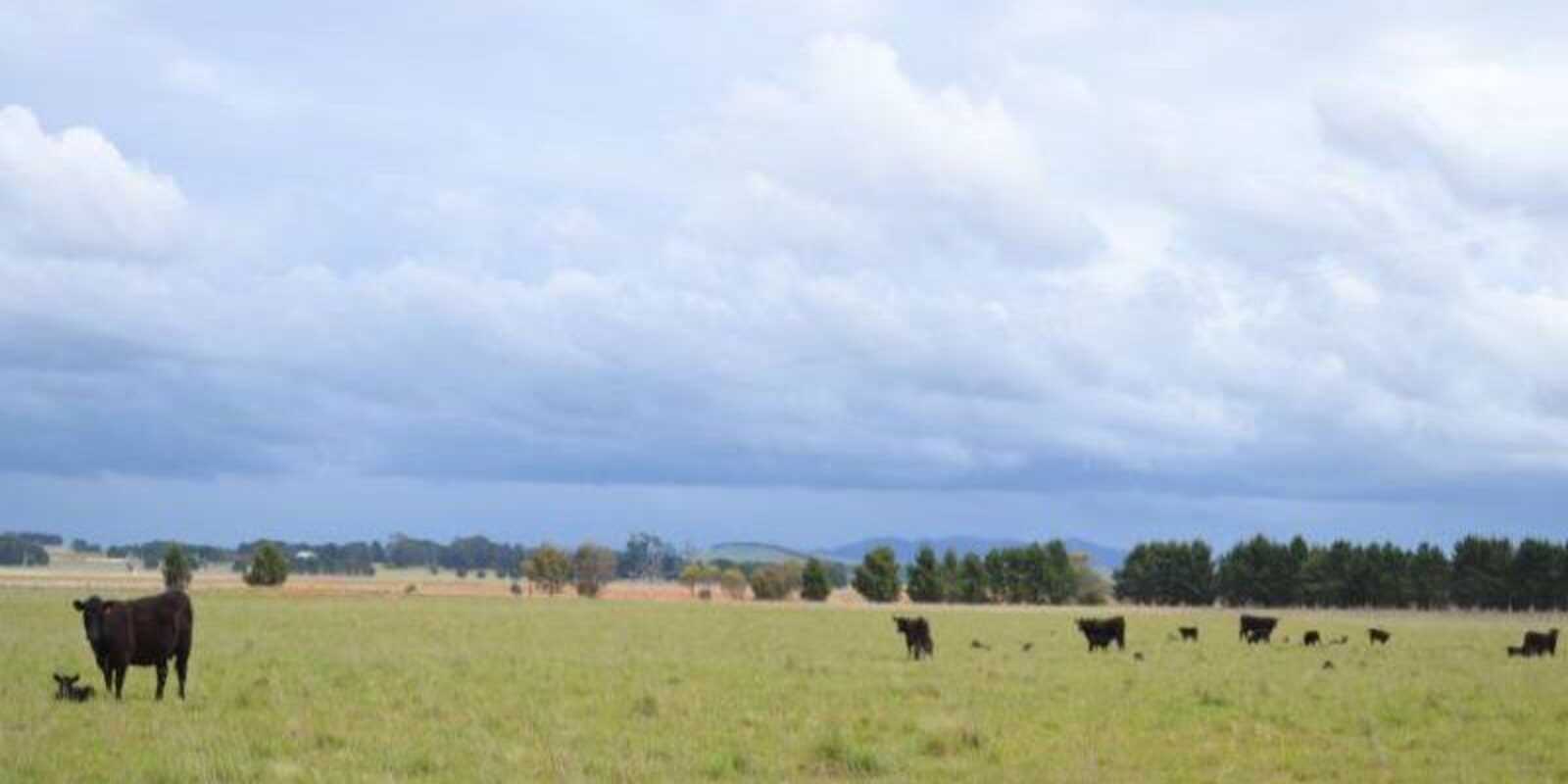 2563 'Summer Dell Pastoral' Lumley Lake Bathurst 2563 'Summer Dell Pastoral' Lumley Lake Bathurst