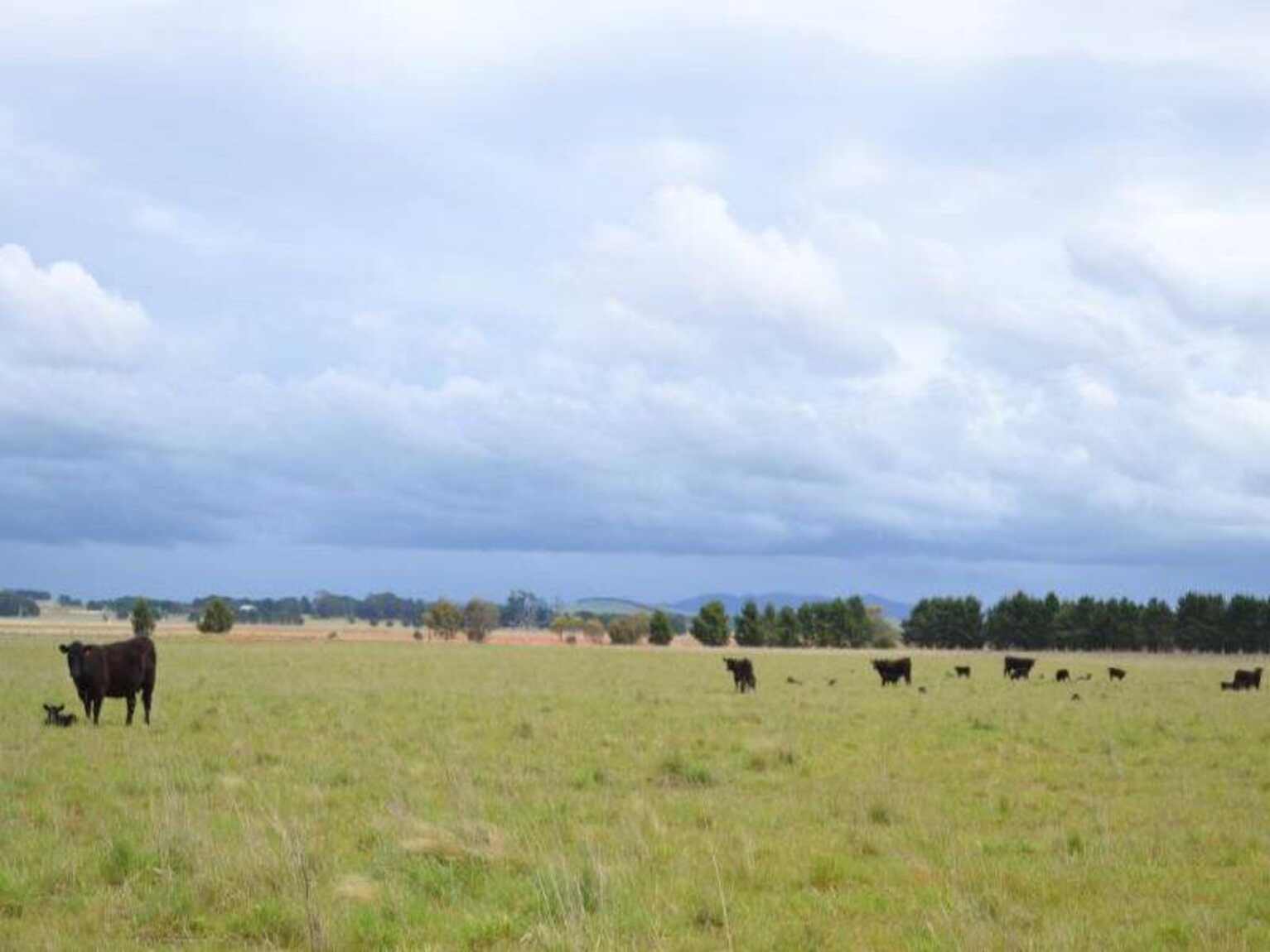 2563 'Summer Dell Pastoral' Lumley Lake Bathurst 2563 'Summer Dell Pastoral' Lumley Lake Bathurst