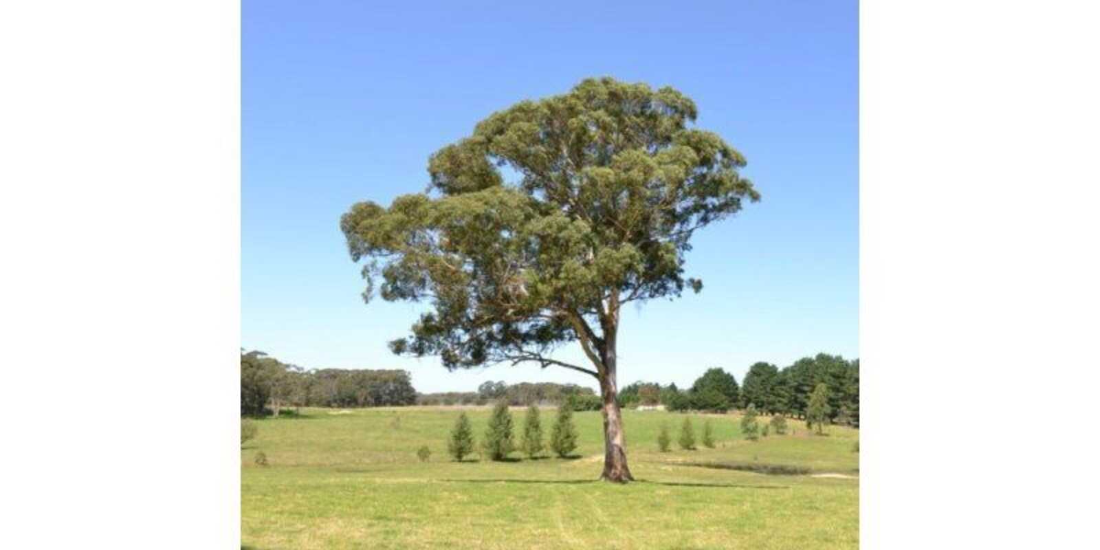 435 Nowra Road Moss Vale