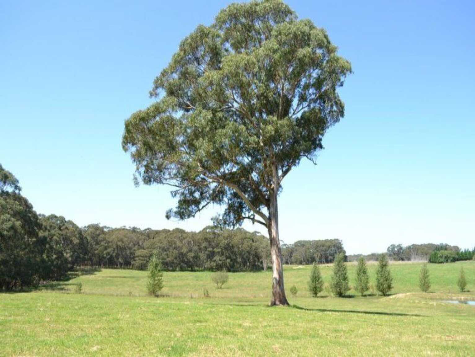 435 Nowra Road Moss Vale