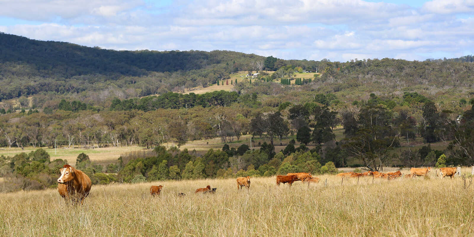 245 Wombeyan Caves Road Woodlands