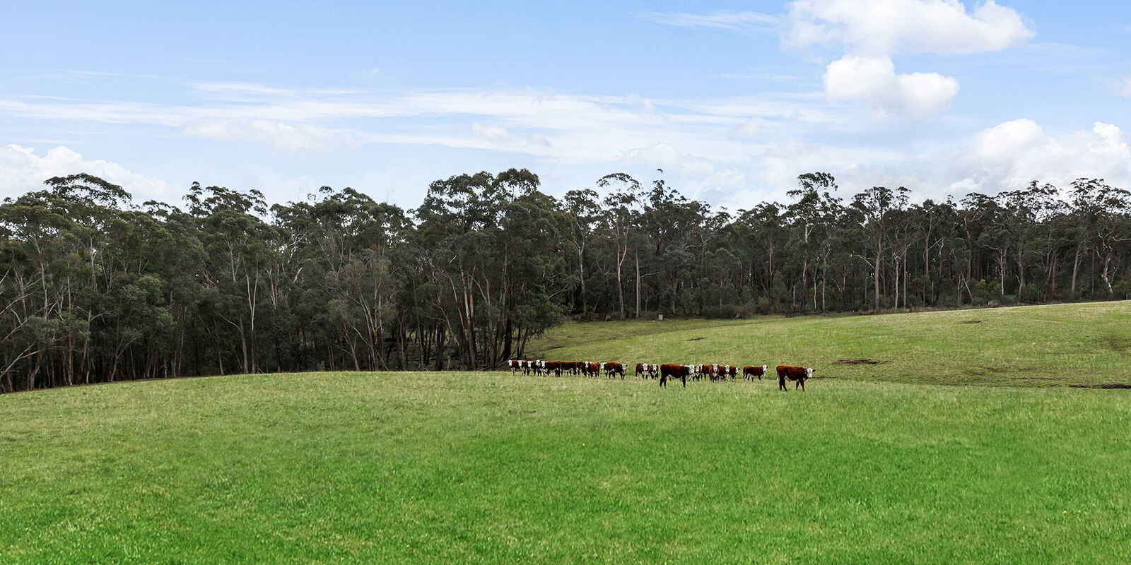 60 Wanganderry Road High Range