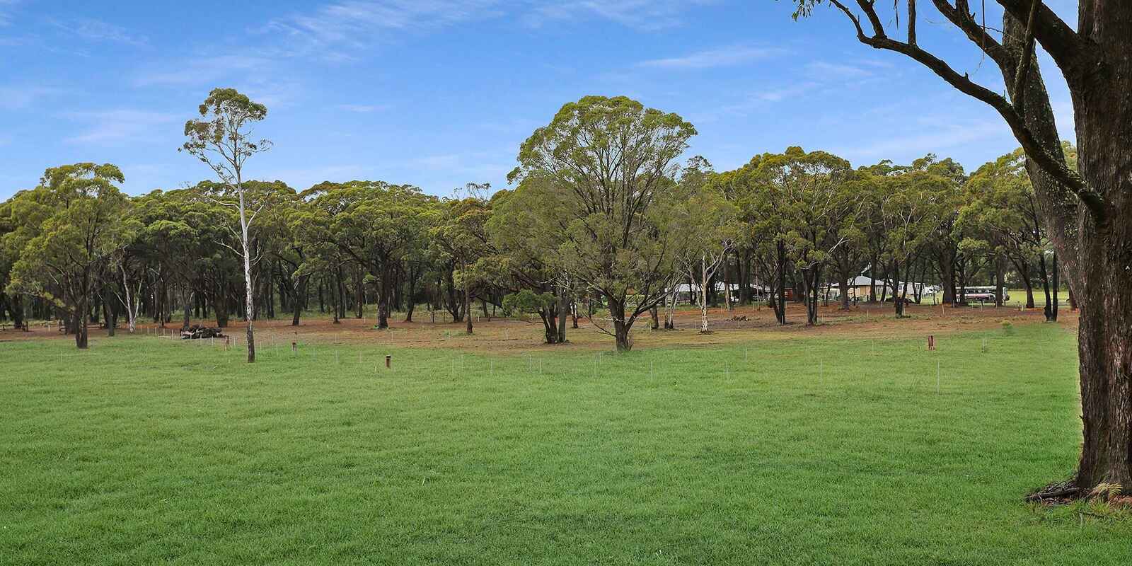  Wildwood/Nandi/Wattlebird Wingello