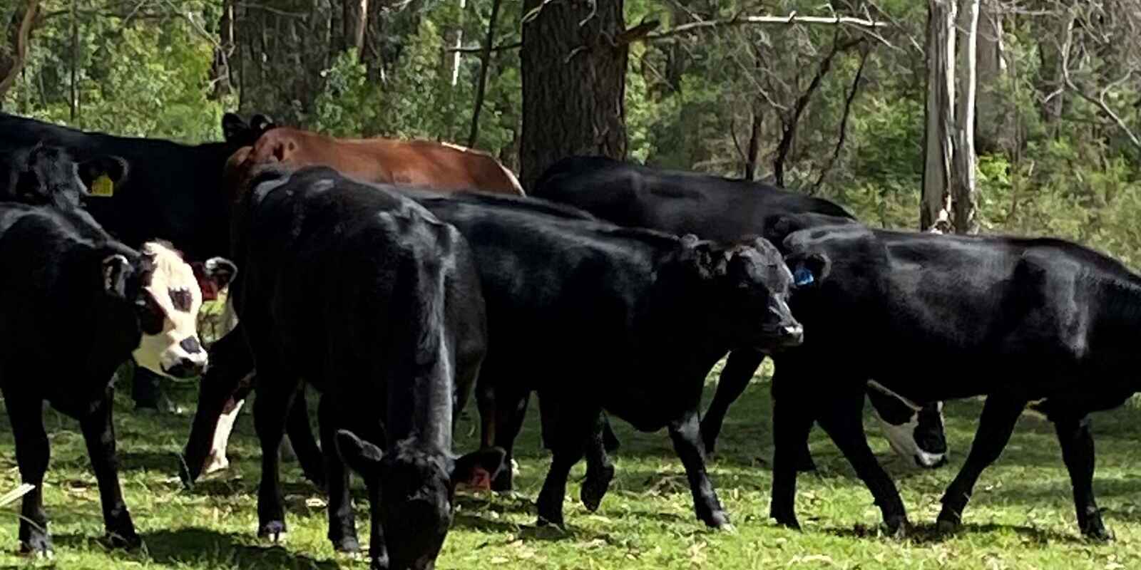 501 Tugalong Road Canyonleigh