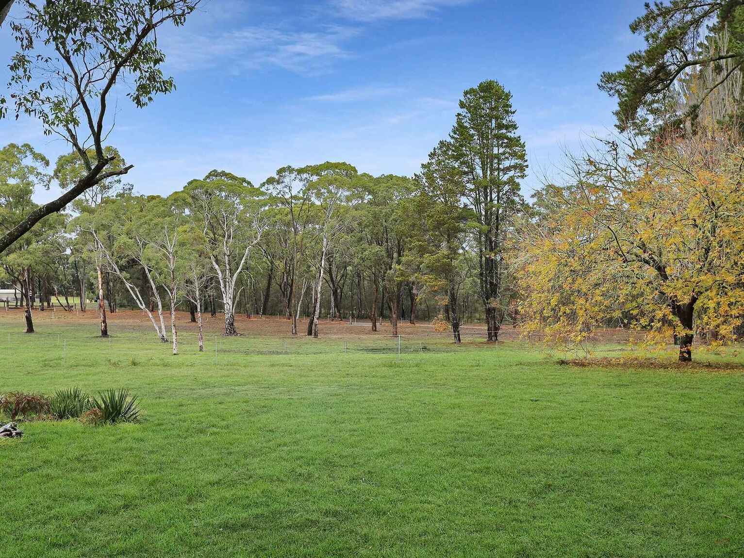  Wildwood/Nandi/Wattlebird Wingello