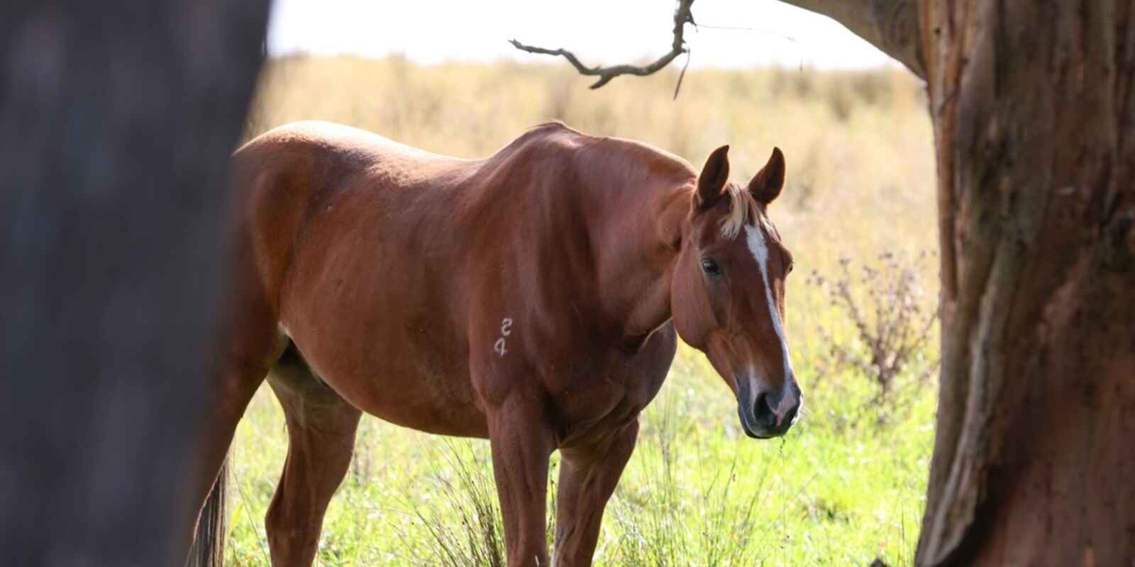 710 Inverary Road Paddys River