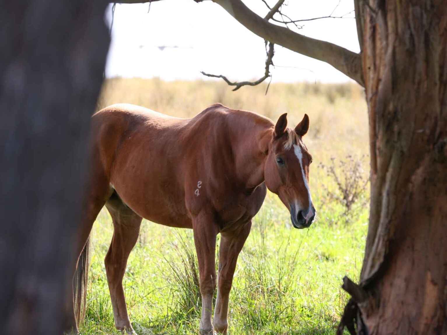 710 Inverary Road Paddys River