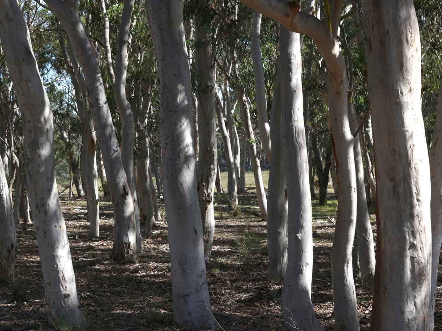 710 Inverary Road Paddys River