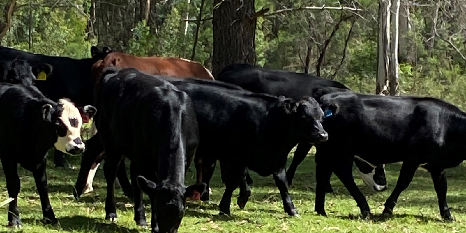 501 Tugalong Road Canyonleigh