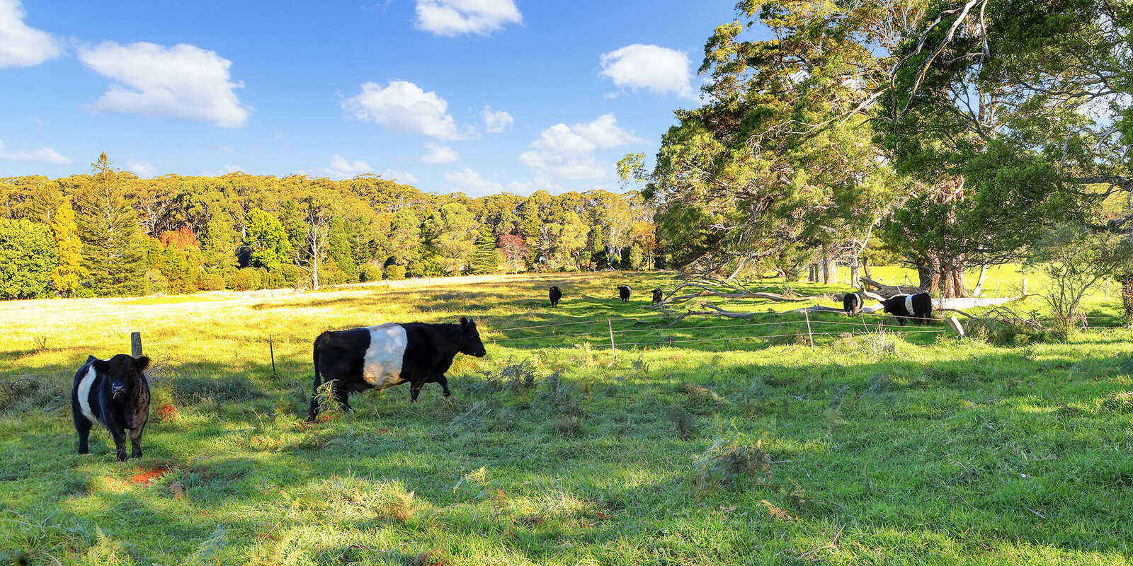 55 Yarrunga Road Wildes Meadow